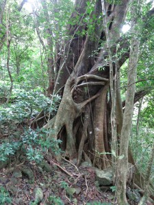 Interesting tree along the hike