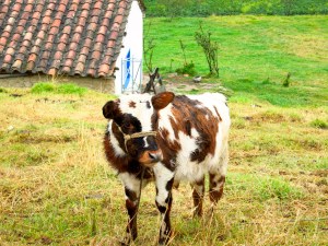 This cow is not impressed