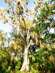 Beautiful trees at Parque Gallineral 