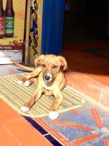 Goofy the stray dog of Finca Escondida