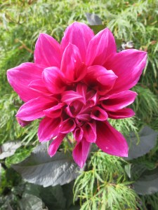 I love the flowers in Oregon!