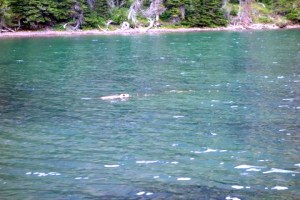 Beaver at Morningstar Lake
