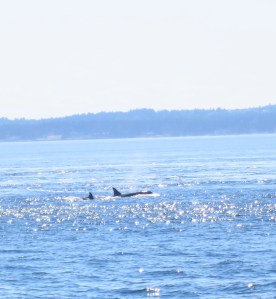 Orcas!